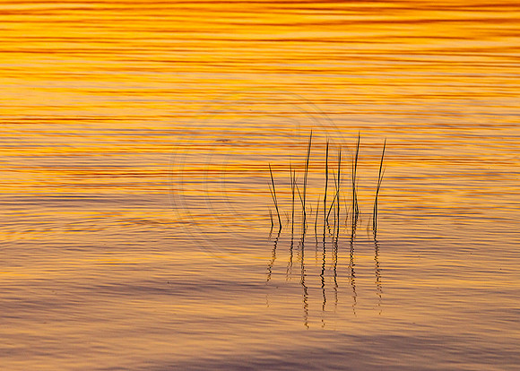 Sunset Grasses Reflection