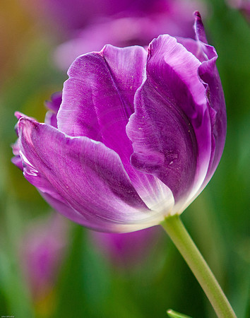 Purple Tulip 2012