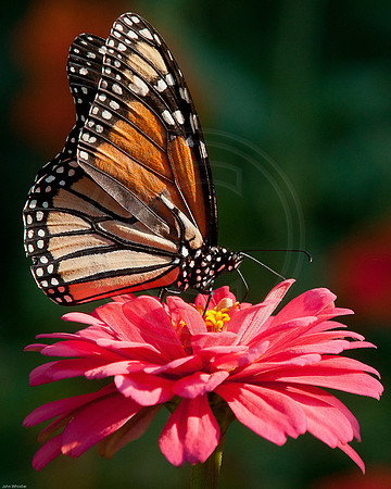 Monarch on Pink Zinnia 2011