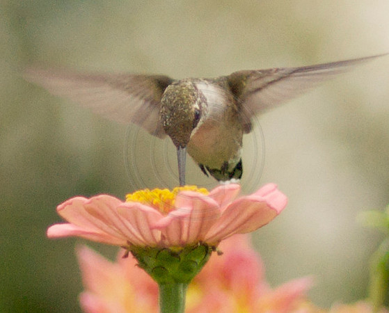 Hummingbird Feeding from Pink Zinnia While Hovering 3