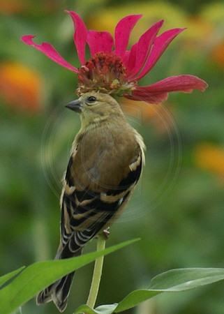 Do You Like My Hat?