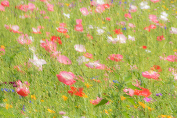 Red and Pink Poppies 2014