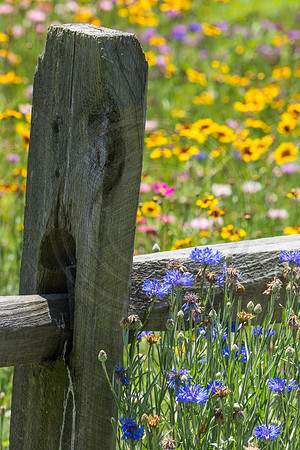 Batchelor Buttons Against the Fence 2014