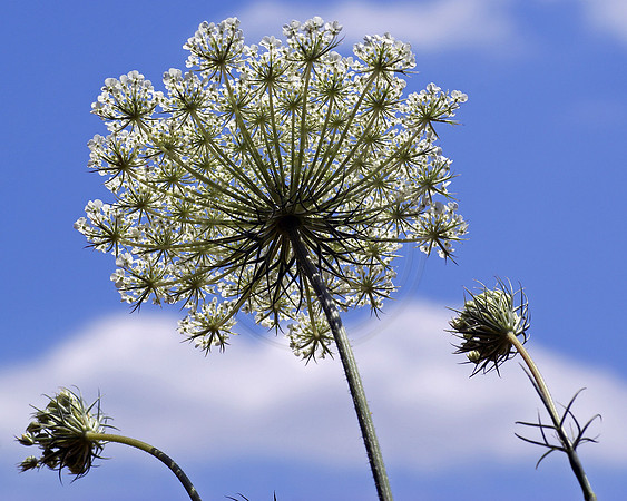 Queen Anne's Lace Against the Sky