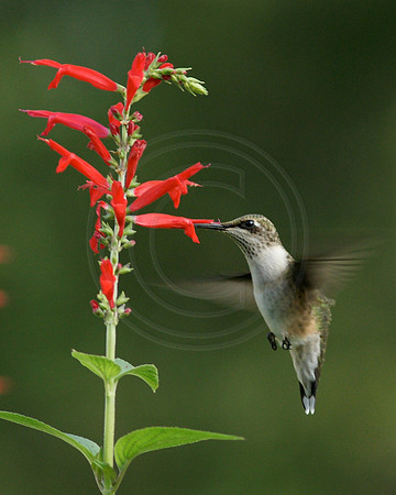 Hummingbird and Pineapple Sage
