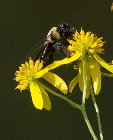 Bumble Bee on Rudebeckia