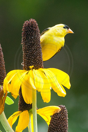 Goldfinch on Rudebeckia Maxima 2014