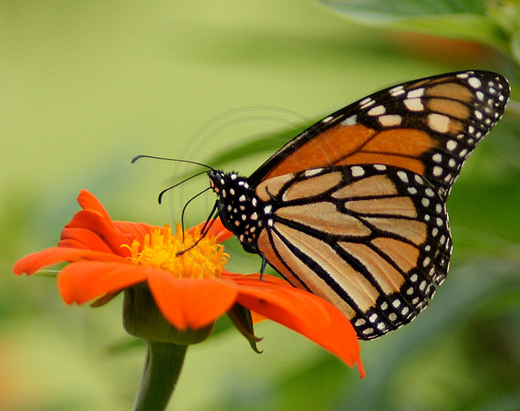 Monarch on Tithonia
