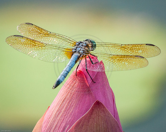 Dragonfly on Lotus