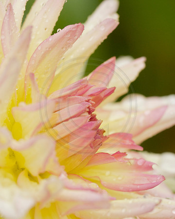 Pink and White Dahlia After a Rain