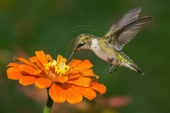 Humminbird at Orange Zinnia 3 2014