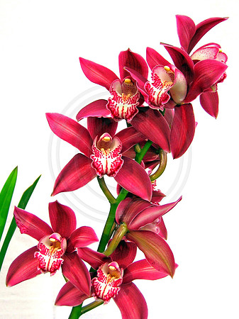 Red Cymbidium on White