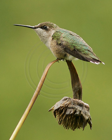 Intense Hummingbird Lookout