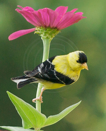Goldfinch Under Pink Zinnia