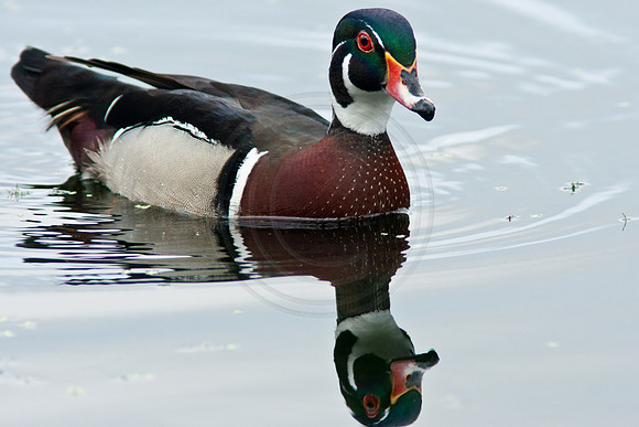 Wood Duck Reflection 2