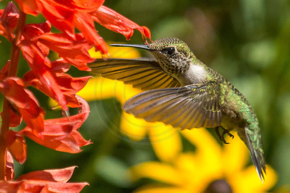 Hummingbird and Lighthouse Lobelia 2014