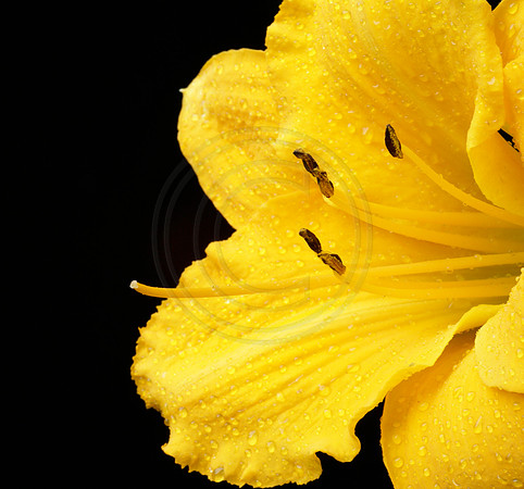 Yellow Daylily After Rain