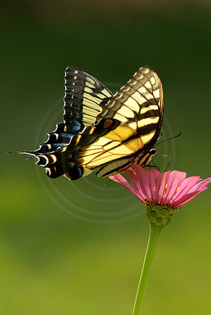 Tiger Swallowtail on Pink Zinnia portrait