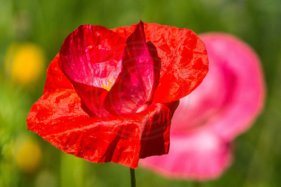 Red Poppy 2 2014