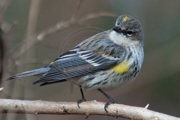Yellow Rumped Warbler