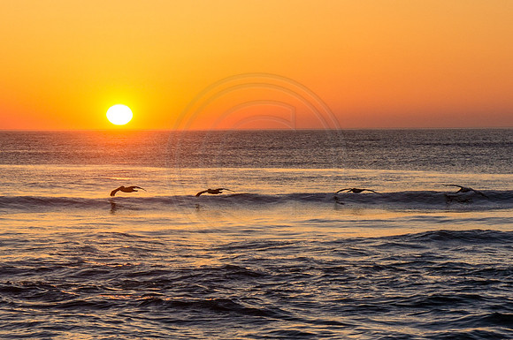 Nags Head Sunrise Skimming Pelicans 2013