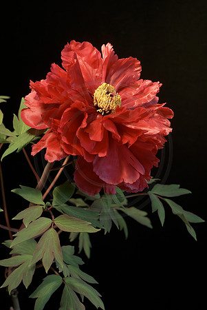 Taiyo Tree Peony on Black