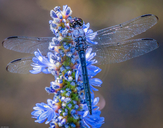 Blue Dragonfly