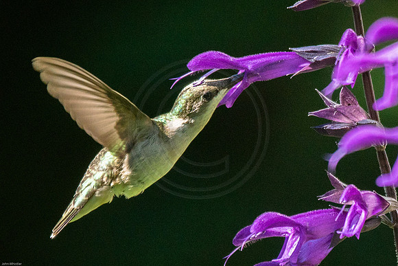Hummingbird Female at Amistad Salvia 2017