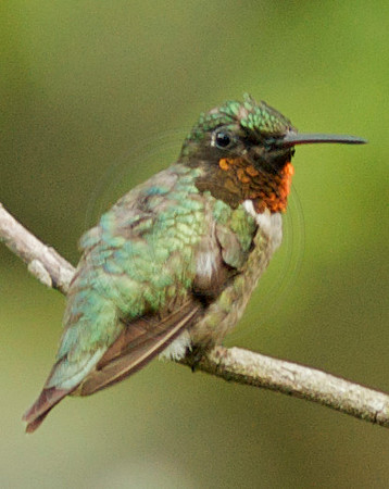 Male Ruby Throat 6