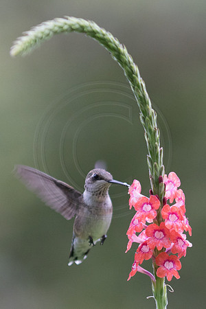 Hummingbird on Snake Flower 2014