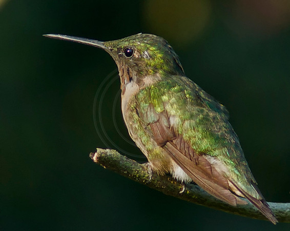 Male Ruby Throat Hummingbird