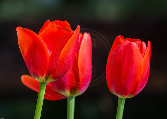Red Tulips Dark Background