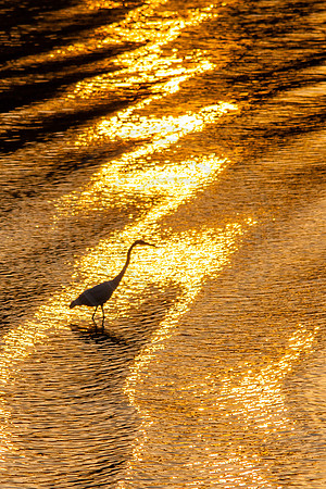Great Blue Heron in Gold Sunset