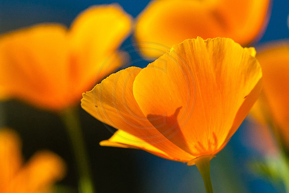 Orange Poppies 2014