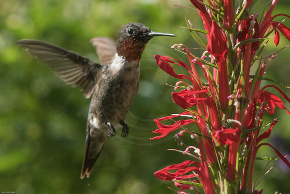 Ruby Throat on Lobelia 1