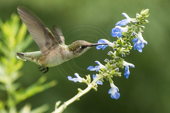 Hummingbird on Swamp Sage 2014