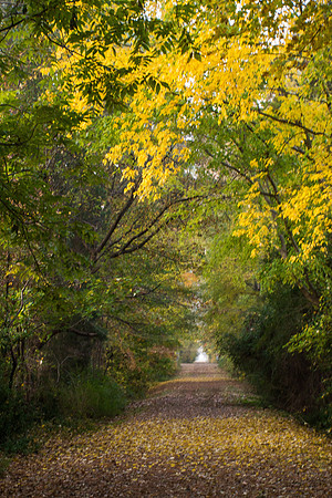 Tyre Neck Fall Trail