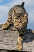 Ocelot 2016