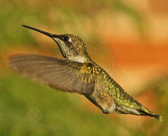 Female Ruby Throat In Flight