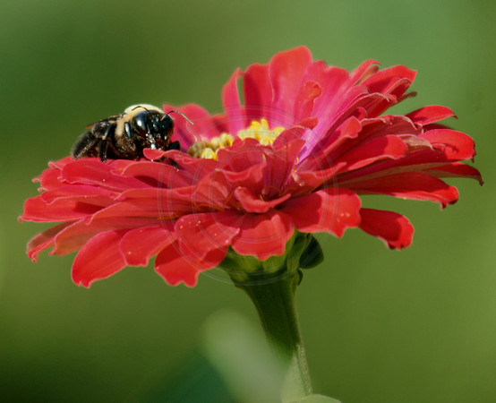 Bumble Bee and Red Zinnia