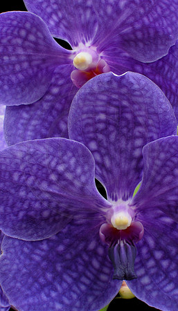 Vanda Pachara Delight