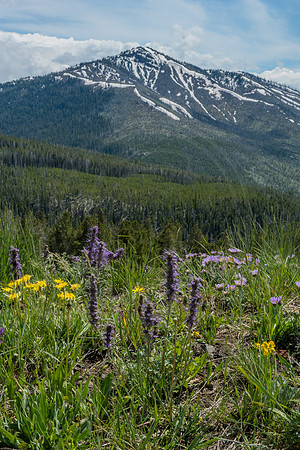Yellowstone Wildflowers Pastel 5 2017
