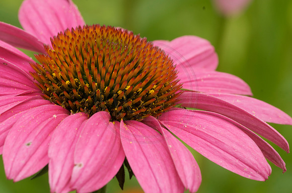 Pink Coneflower