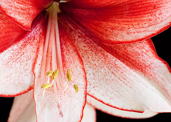 Amaryllis