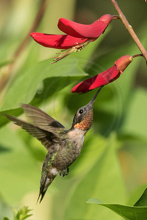 Male Ruby Throat in Coral Bean 2014