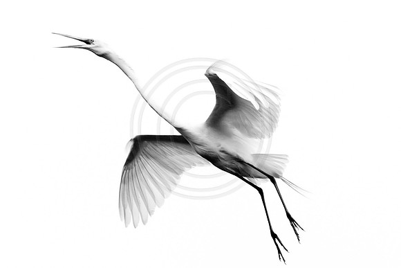 Black and White Egret