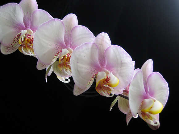 Pink Picotee Phal
