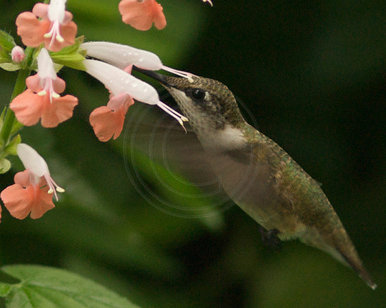 Hummingbird In White and Coral Salvia