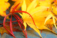 Japanese Maple Leaves 9 Fall 2012