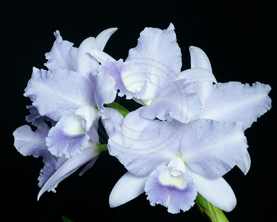 Blue Cattleyas
